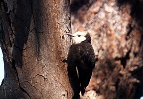 Woodpecker, White-headed 1